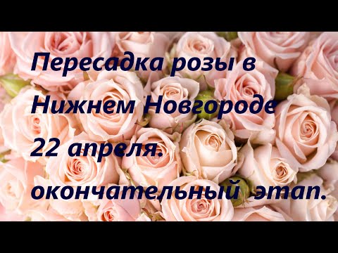 Видео: ПЕРЕСАДКА РОЗЫ в НИЖНЕМ НОВГОРОДЕ 22 АПРЕЛЯ 2023 ГОДА.