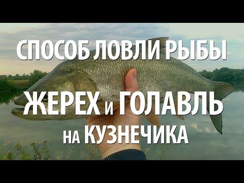 Видео: ЛОВЛЯ РЫБЫ ГОЛАВЛЯ и ЖЕРЕХА на КУЗНЕЧИКА. ЛЕТНЯЯ РЫБАЛКА на ПЕРЕТЯЖКУ