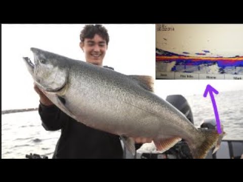 Видео: Ловля королевского лосося на джиг (Livescope)