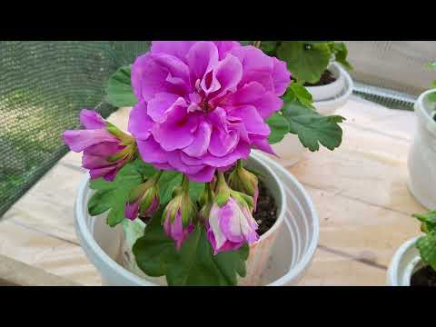 Видео: #602. Обзор моих пеларгоний в начале осени.