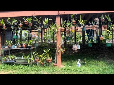 Видео: Как орхидеи перенесли мое отсутствие❤️😁про орхидеи каттлея, неофинития, камбрия и онсидиум . Часть1.