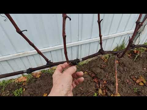 Видео: 25 октября 2025г. Искусственный листопад для винограда. Беларусь.