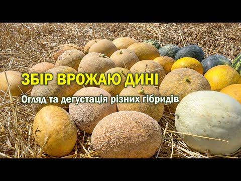 Видео: Збір врожаю дині: огляд та дегустація різних гібридів