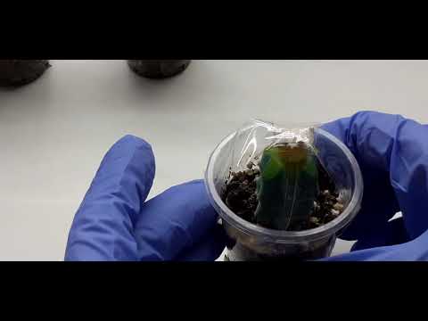 Видео: Как привить кактус? Прививка на миртилокактус.