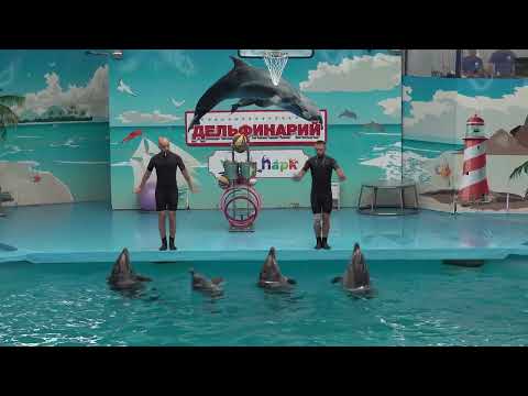 Видео: Шоу в дельфинарии. Сочи Парк, лето 2022