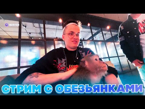 Видео: СТРИМ С ОБЕЗЬЯНКАМИ! БУСТЕР ЛИКС ШАДОУКЕК СТРОГО И ГАЕЧКА СТРИМ С ОБЕЗЬЯНАМИ!