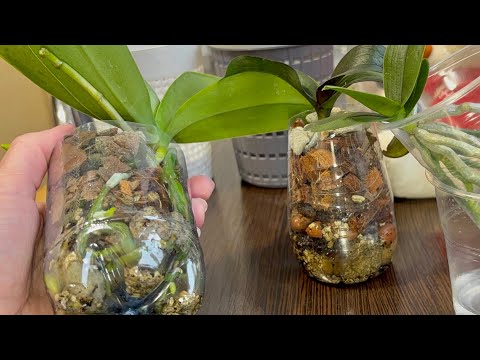 Видео: Жалею, что не сажала орхидеи так! Корни прут! Листья не сохнут! Цветоносы растут!