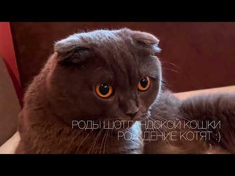 Видео: Первые Роды ШОТЛАНДСКОЙ ВИСЛОУХОЙ КОШКИ :)