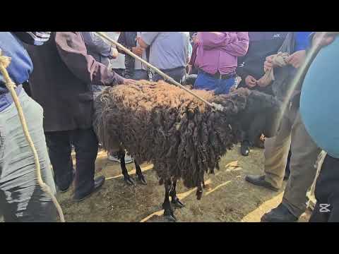 Видео: АЛА-БУКА СОЛОМО МАЛ БАЗАРЫ