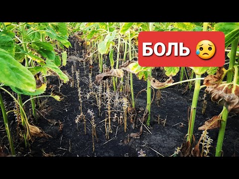 Видео: Боль и разочарование! Заразиха и болячки в посевах подсолнуха гибрид Ново, Альфа