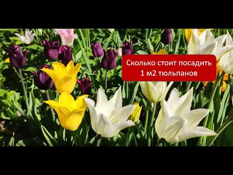 Видео: Сколько стоит посадить тюльпаны?!