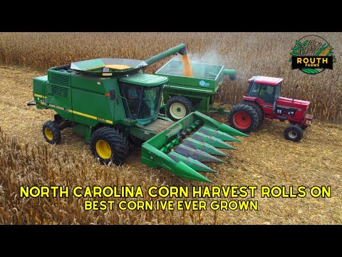Видео: В Северной Каролине продолжается сбор кукурузы 2025 года | Лучшая кукуруза, которую я когда-либо ...