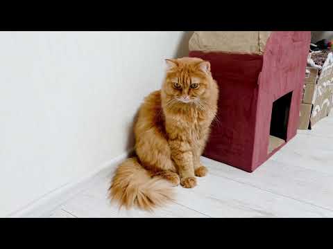 Видео: Операция "Дефицит Звонок": Снова Исчезновение! #ПерсикКузя