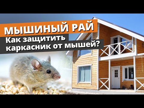 Видео: Каркасный дом — рай для мышей, тараканов и муравьев! / Как защитить дом?