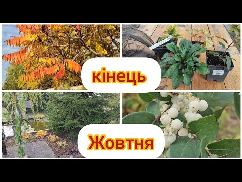 Видео: Золота осінь в садку🍁Нове поповнення в садок! Сумах-краса,чи шкода для саду?