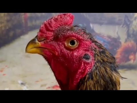 Видео: АССАЛОМУ АЛЛЕКУМ ХАММАГА ПАРВОЗЛАР УЧУН ЯНГИЛИК ЙОХСА ЛАЙК БОСИБ коямиз 