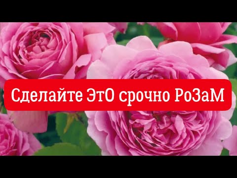 Видео: РОЗЫ 🌹. СДЕЛАЙТЕ ЭТО, У РОЗ ПЕРВОГОДОК НУЖНО СРОЧНО УБРАТЬ БУТОНЫ!!!