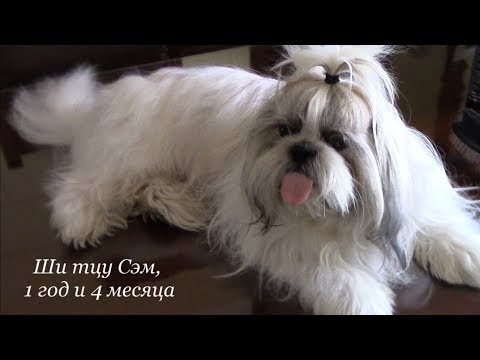 Видео: Как идеально расчесать ши тцу | Последовательность