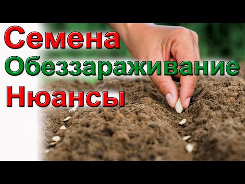 Видео: Обеззараживание семян Шутки в сторону!