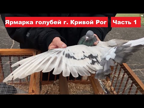 Видео: Ярмарка голубей г. Кривой Рог 26.10.2024. Часть 1