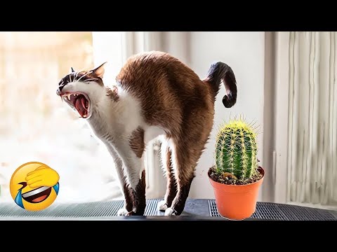 Видео: Уморительные коты и собаки заставят вас смеяться до слёз 😂