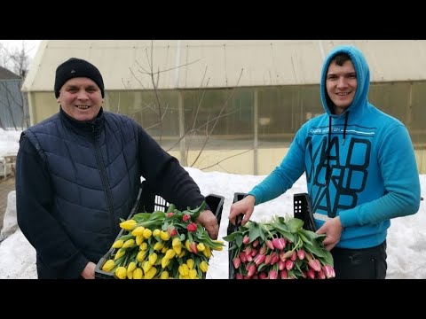 Видео: Два миллиона рублей за 2 месяца на тюльпанах🌷💐