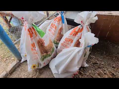 Видео: Ейск-Александровка.  Куры переехали. Мега ливень... Затопило дорогу...