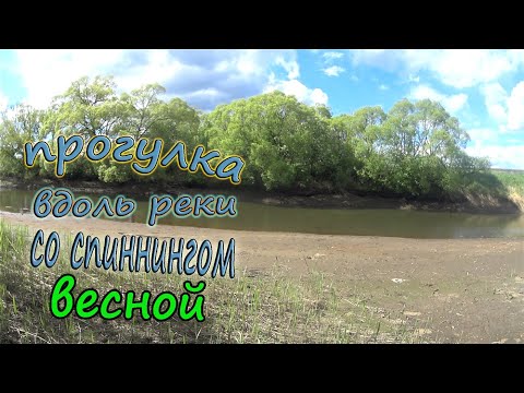Видео: Весенняя рыбалка на спиннинг. Много поклевок окуня, щучки и голавля в мае, на маленькой реке- Сосна!
