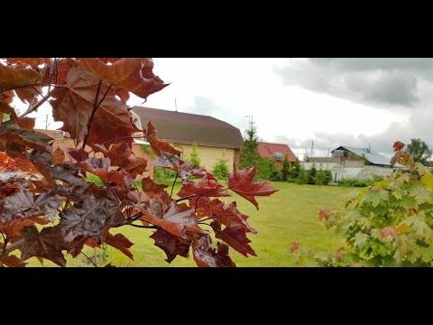Видео: Как вырастить красный клен из семечка?
