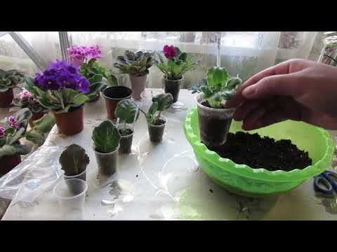 Видео: ФИАЛКИ С НУЛЯ  НОВИЧКАМ КРАТКО МАСТЕР КЛАСС  ОТ ЛИСТОЧКА ДО ЦВЕТОЧКА