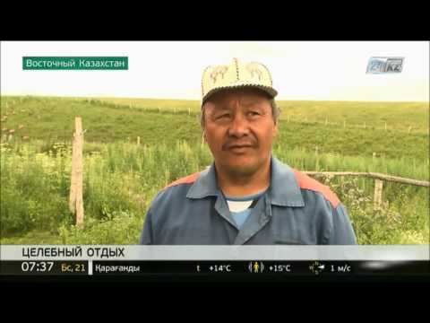 Видео: Панты марала – природный источник здоровья