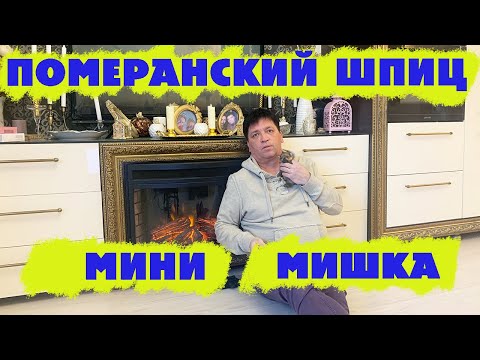 Видео: Померанский шпиц мини мишка
