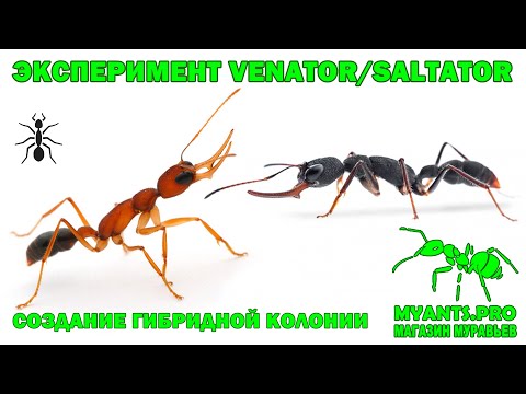Видео: Создание гибридной колонии муравьев