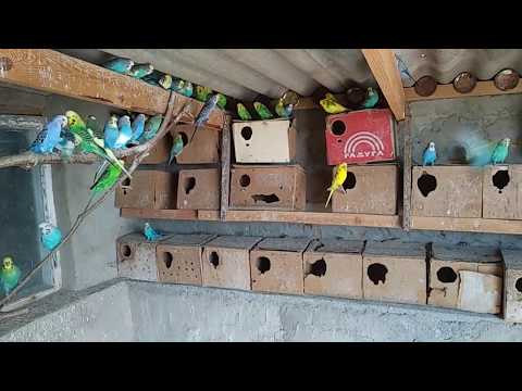 Видео: Неудачное разведение волнистых попугаев, две проблемы.