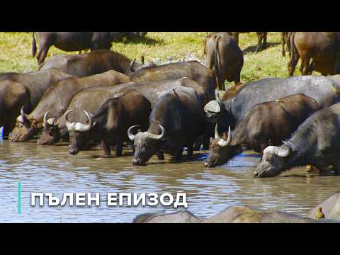 Видео: От сурикати до диви кучета: Живот в безплодната пустиня | Дивите пейзажи на Африка 105