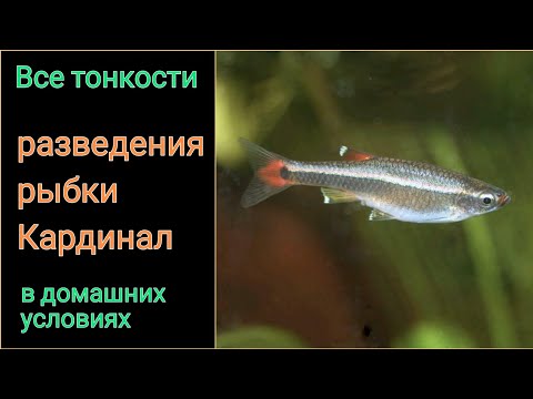 Видео: Разведение аквариумных рыбок Кардинал (Tanichthys albonubes) | White cloud mountain minnow breeding