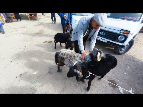Видео: ‼️КУЙ-КУЧКОР НАРХЛАРИ ЯНА УЗГАРДИ!! ТУРТКУЛ МОЛ БОЗОРИ