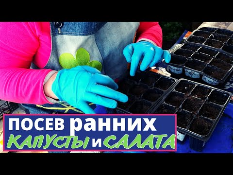 Видео: Посев ранней КАПУСТЫ и САЛАТА. Почему сею таким способом?