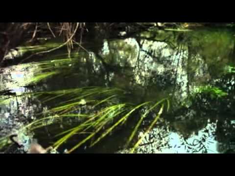 Видео: Река рожайка