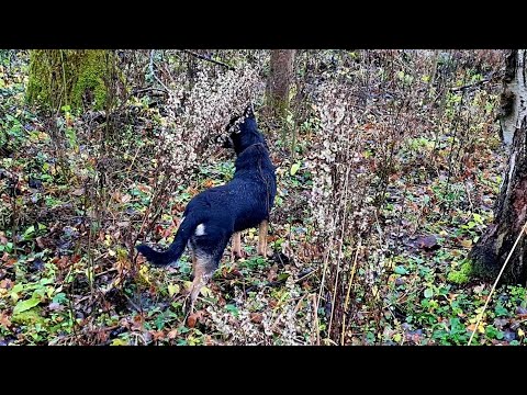 Видео: Лесной дебют чёрного грызлика и новая игрушка