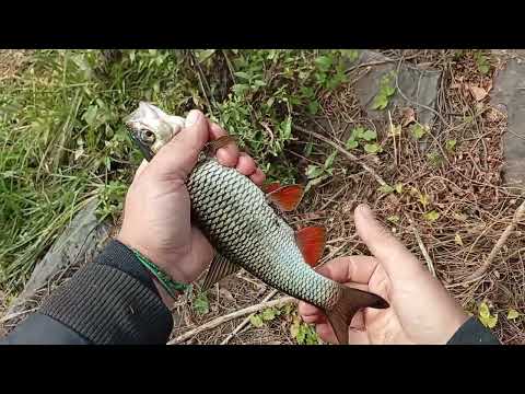 Видео: Головень у жовтні на плаваючі приманку Fishup Pupa. CLEAR BLUE Crystar 56 Finder справляється.