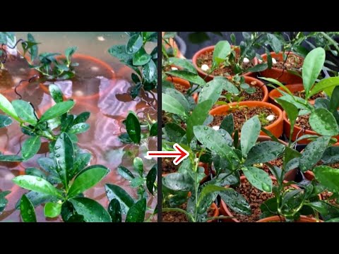 Видео: Желтые листья указывают на слабые корни? Стерилизация маринования бонсай Кинзу /