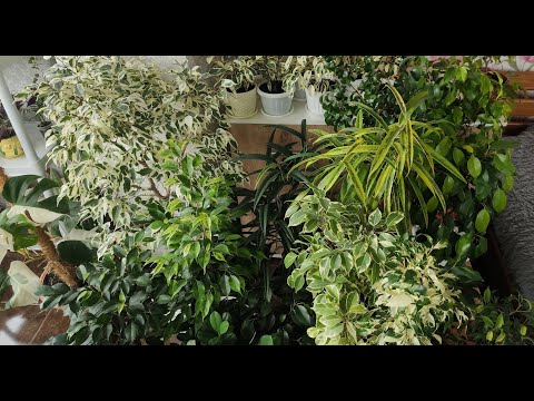 Видео: Фикус Бенджамина, Микрокарпа. Обзор моих любимых фикусов после зимовки.