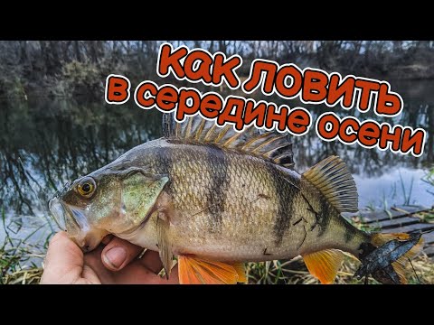 Видео: как ловить щуку и окуня в середине осени | яркие приманки выручают | Тест Palms Pinwheel PFGS-75L