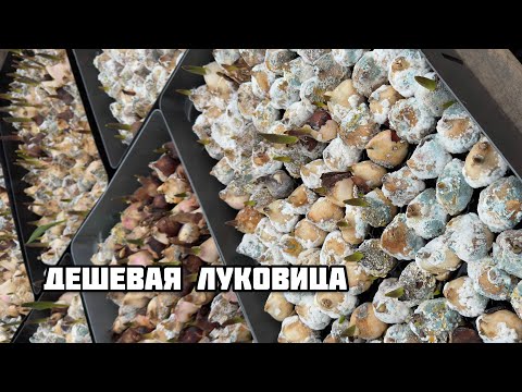 Видео: Дешевая луковица, экономия боком #залуковицамитюльпановкомне