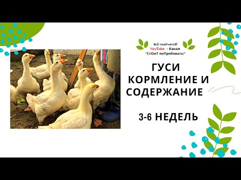 Видео: Гуси Содержание и Кормление | Гуси в домашнем хозяйстве | Гусята от 3 до 6 недель