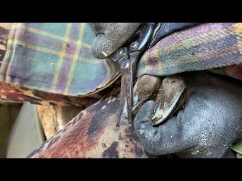 Видео: Как обрезать козам копыта