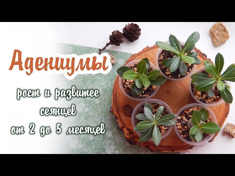 Видео: Адениумы из семян | Рост и развитее сеянцев от 2 до 5 месяцев