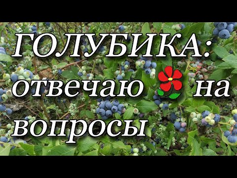 Видео: Голубика - часто задаваемые вопросы. Уточнения и объяснения. FAQ