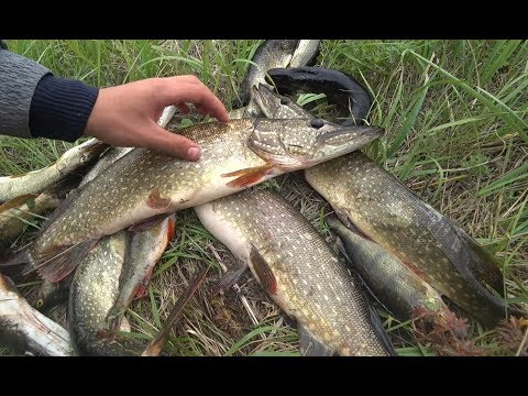 Видео: Эта блесна ловит ВСЕГДА!!! Рыбалка на ЩУКУ с лодки!!!